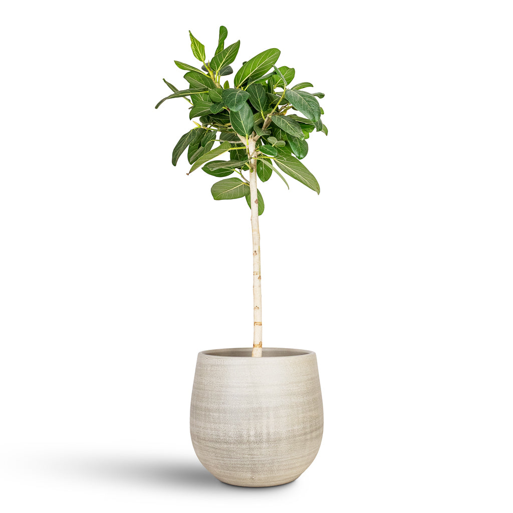 Ficus benghalensis Audrey Straight Stem 30x140cm House Plant In Esra Pot Concrete 36x32cm
