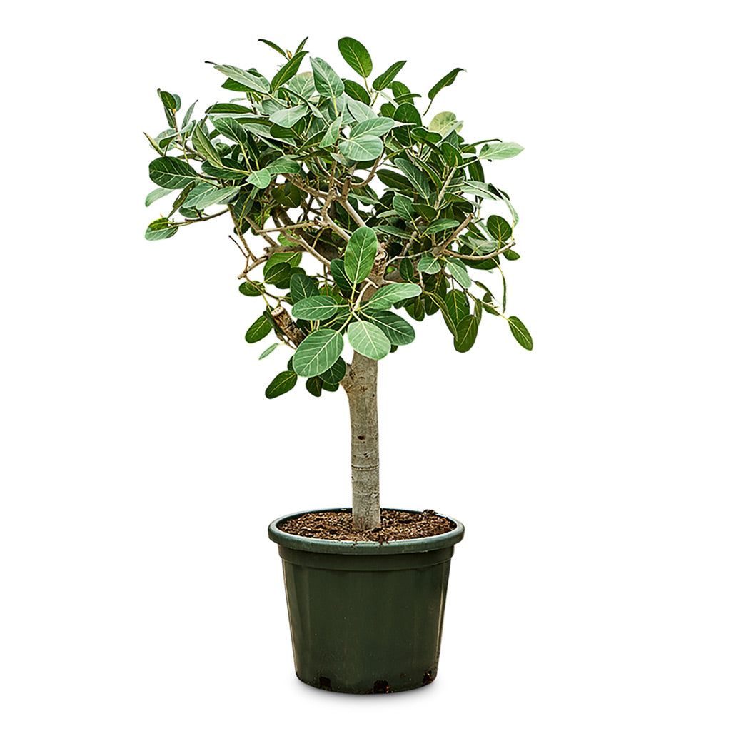 Ficus benghalensis Audrey Straight Stem 45x120cm