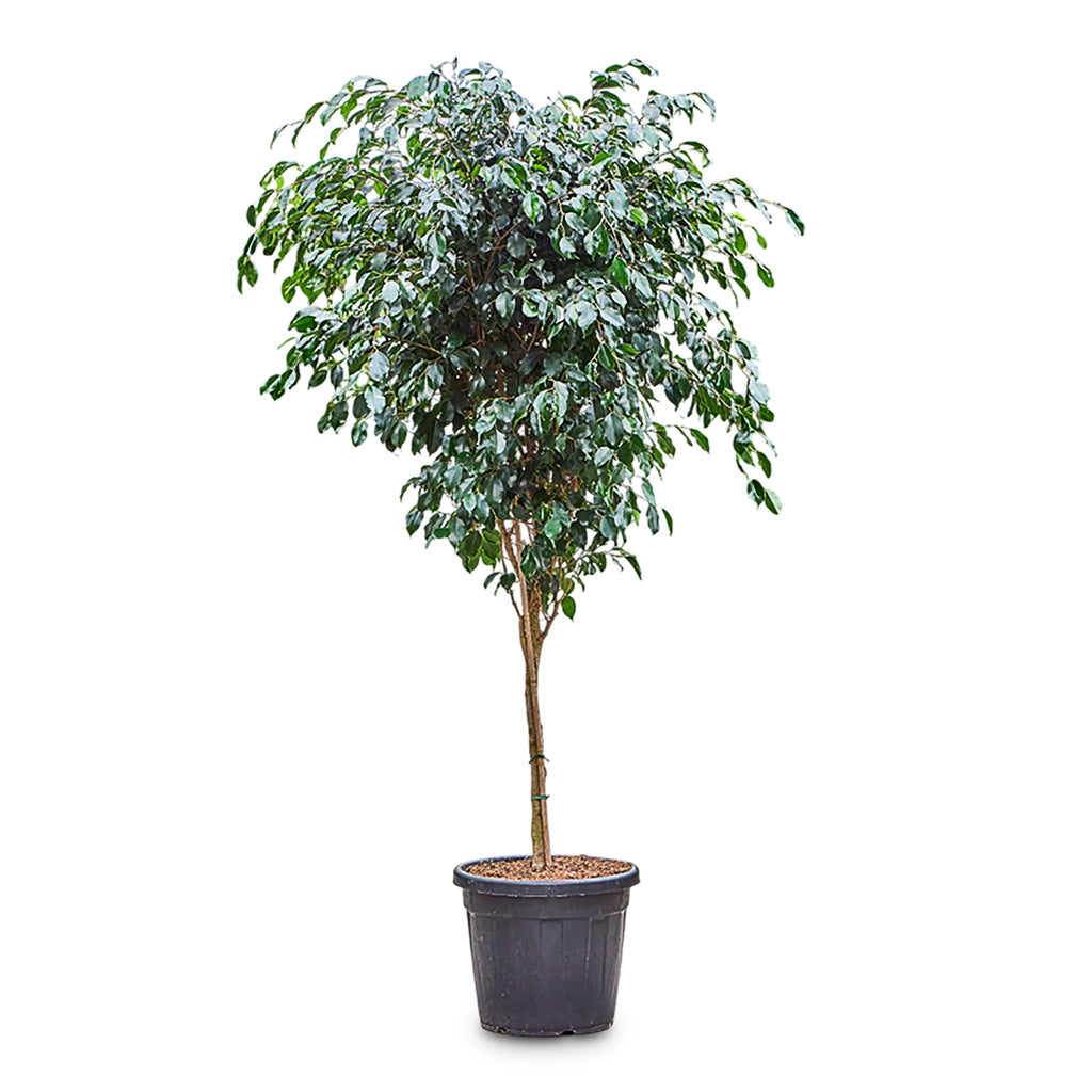 Ficus benjamina Danielle Straight Stem 36x140cm