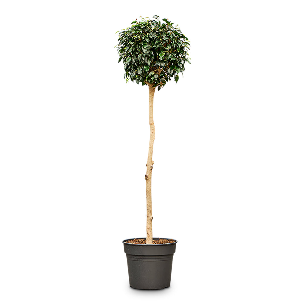 Ficus benjamina Danielle Straight Stem 38x170cm
