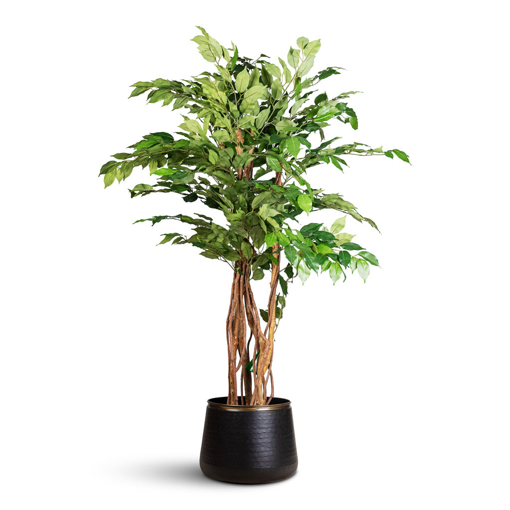 Ficus benjamina Liana Artificial In Sahara Pot Slate