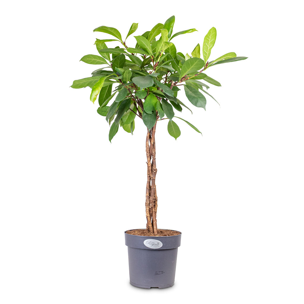 Ficus cyathistipula Twisted Stem 24x100cm