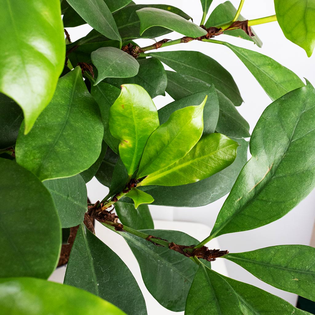 Ficus cyathistipula Twisted Stem Close up