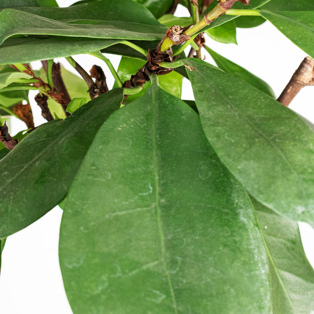 Ficus cyathistipula Twisted Stem Close up