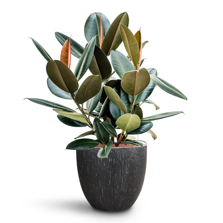 Ficus Elastica Abidjan - Hydroculture Raindrop Egg Planter - Anthracite