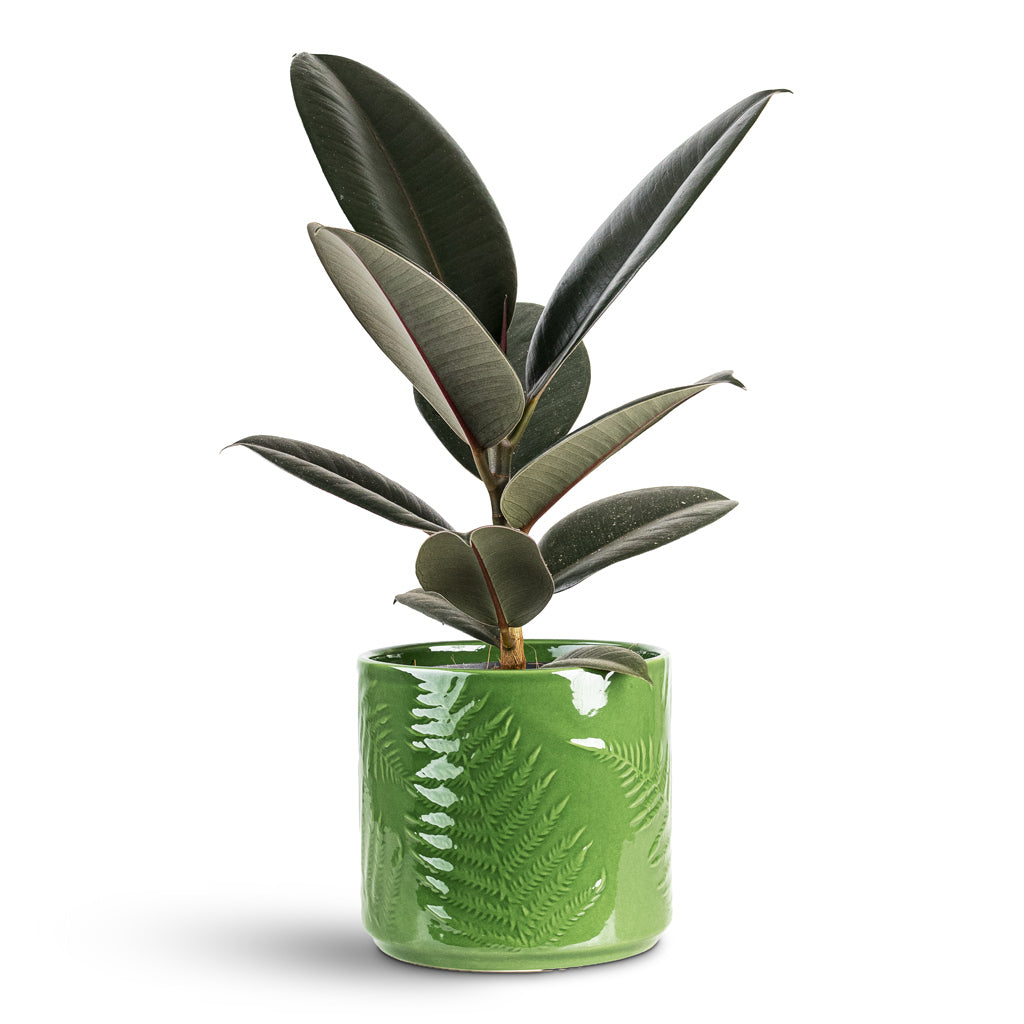 Ficus elastica Abidjan 14x45cm House Plant In Orla Fern Pot Emerald 15.5x14cm