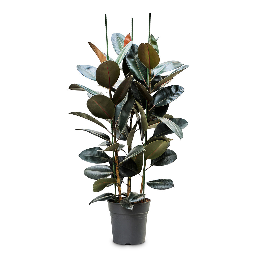 Ficus elastica Abidjan 30x140cm