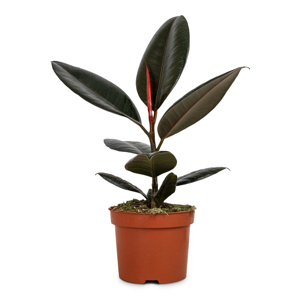 Ficus elastica Abidjan - Burgundy Rubber Plant - 12 x 40cm