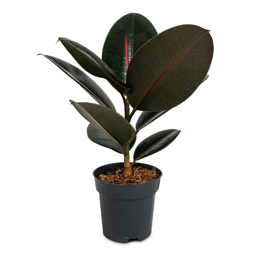 Ficus elastica Abidjan - Burgundy Rubber Plant - 14 x 35cm
