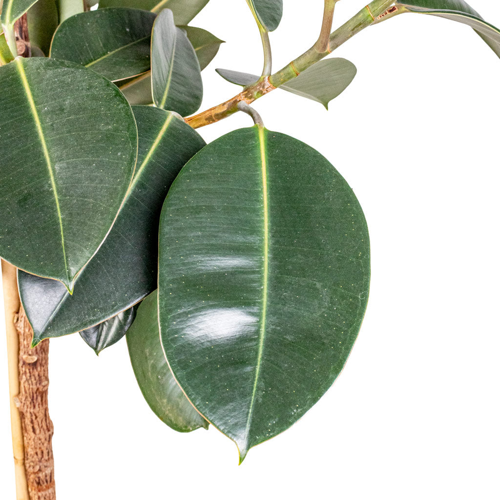 Ficus elastica Abidjan Straight Stem close up