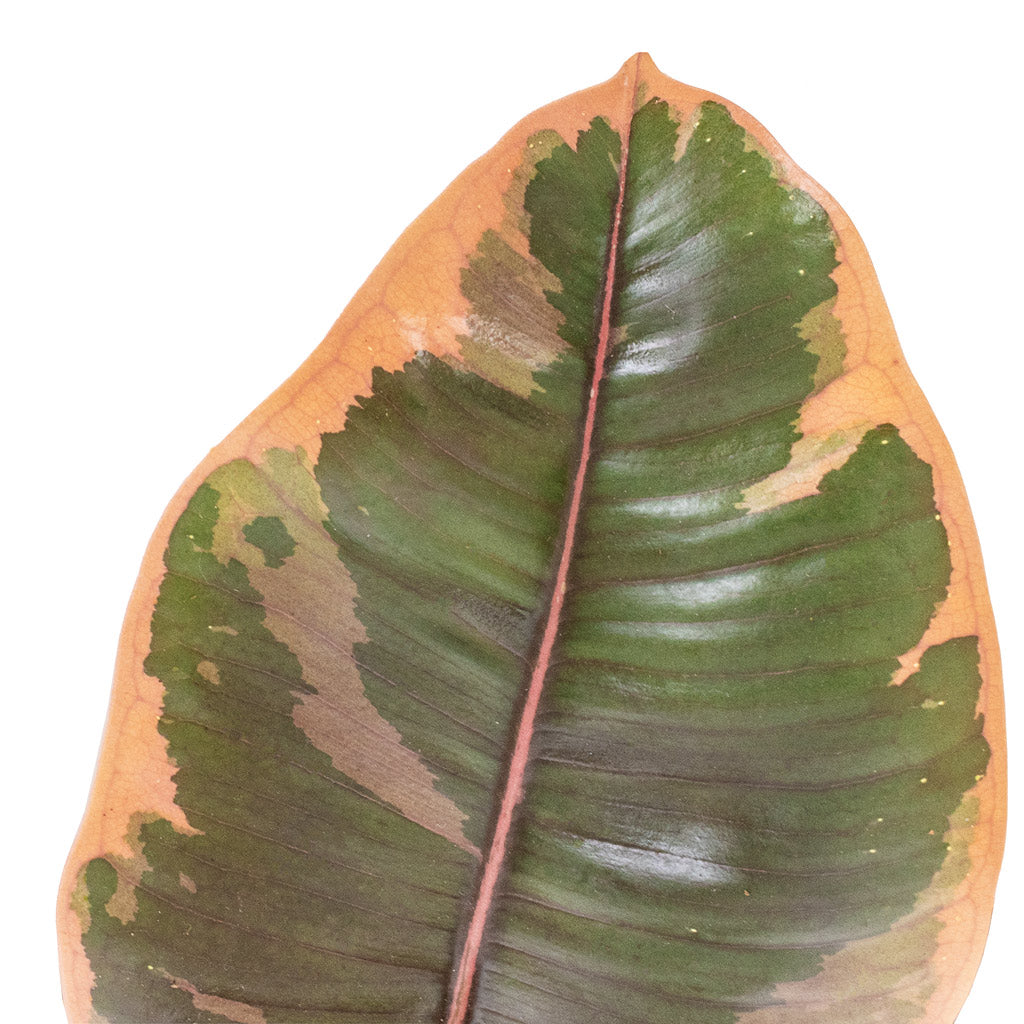 Ficus elastica Belize - Pink Rubber Plant