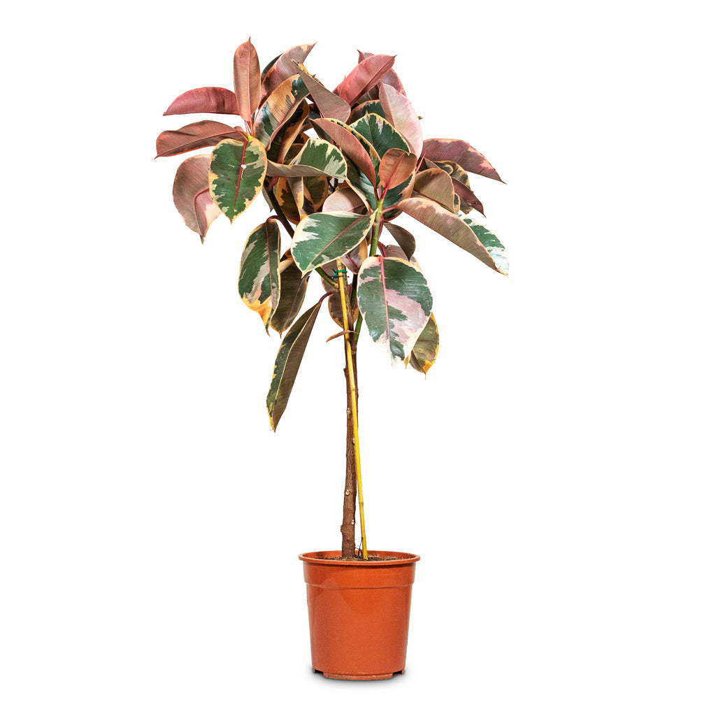 Ficus elastica Belize Straight Stem 24x120cm