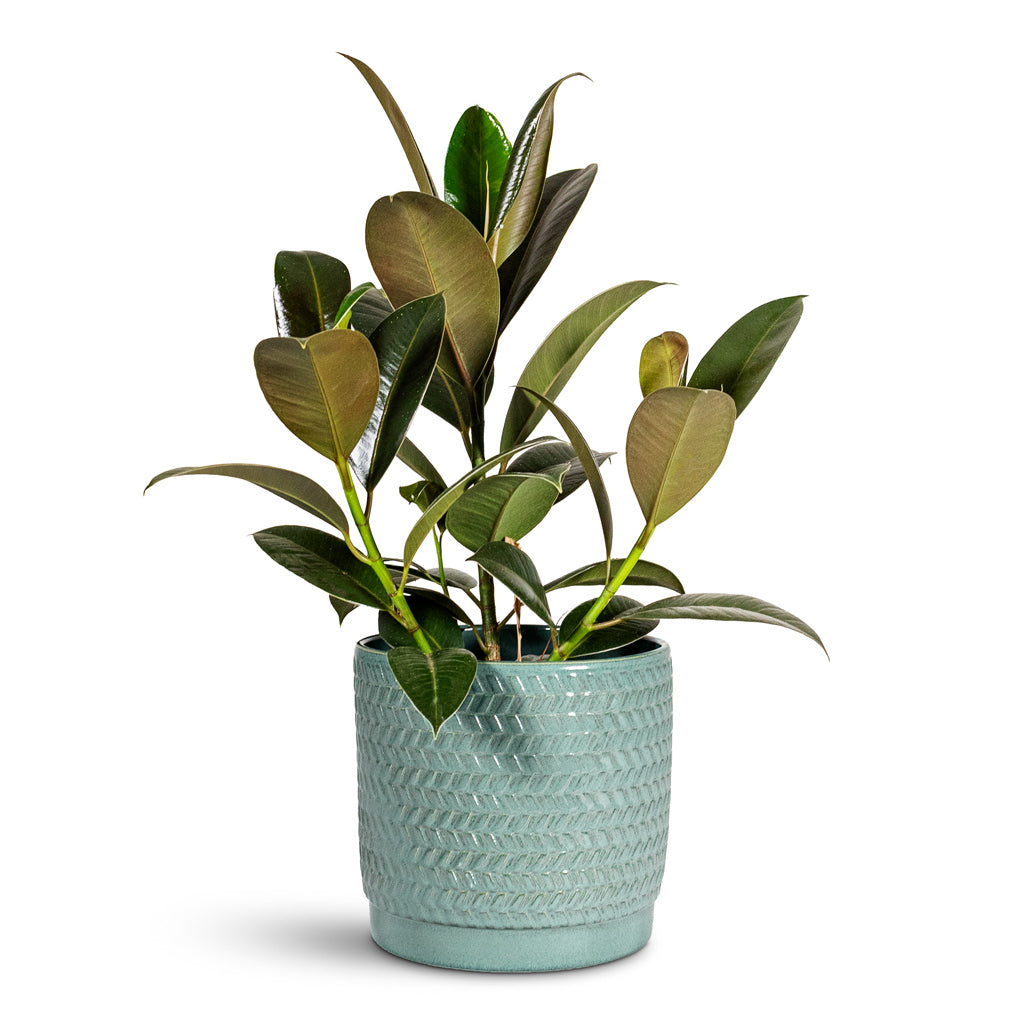 Ficus elastica Melany 14x45cm House Plant in Stien Pot Ocean 16x15cm