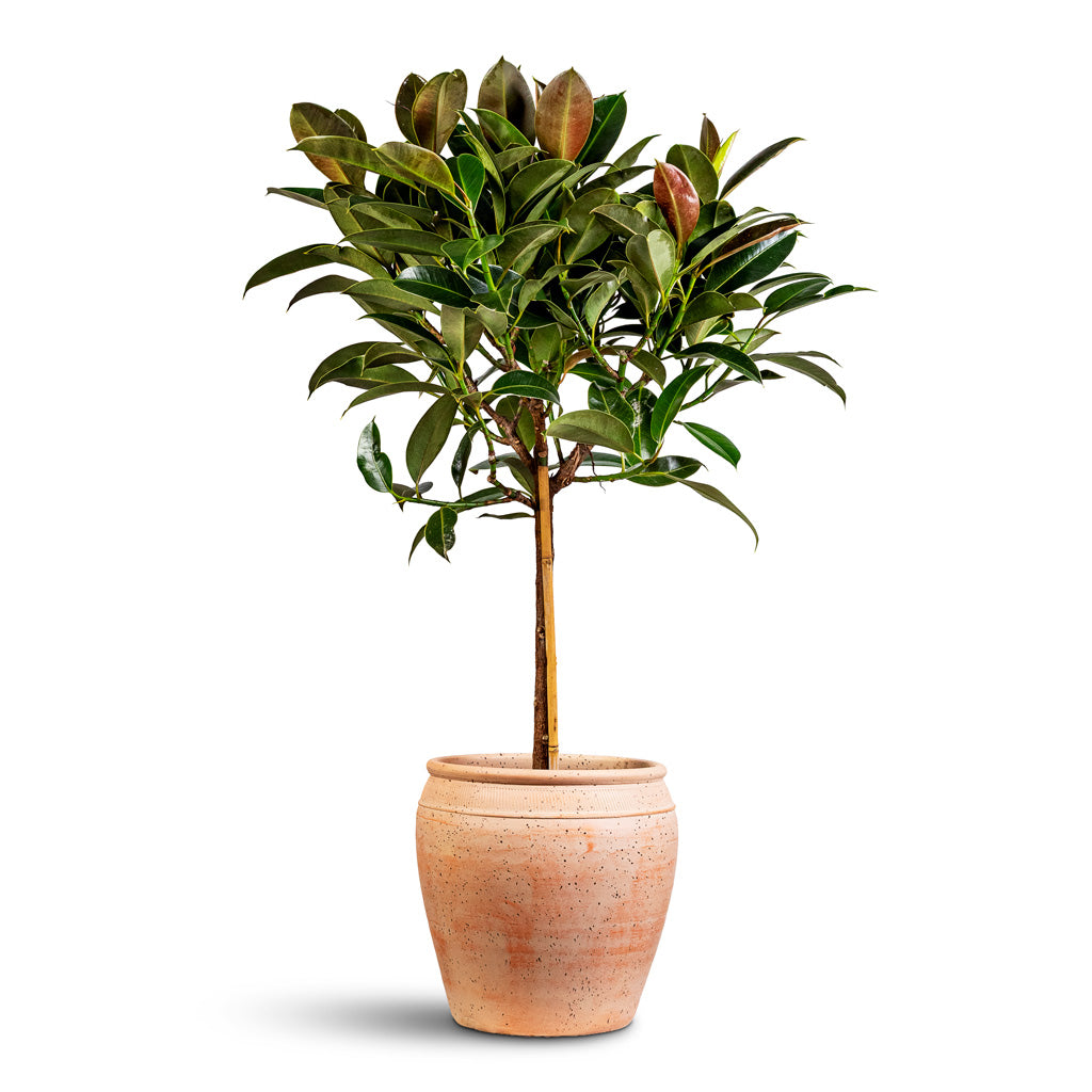 Ficus elastica Melany Stemmed 21x95cm House Plant In Rhea Pot Terracotta 27x29cm