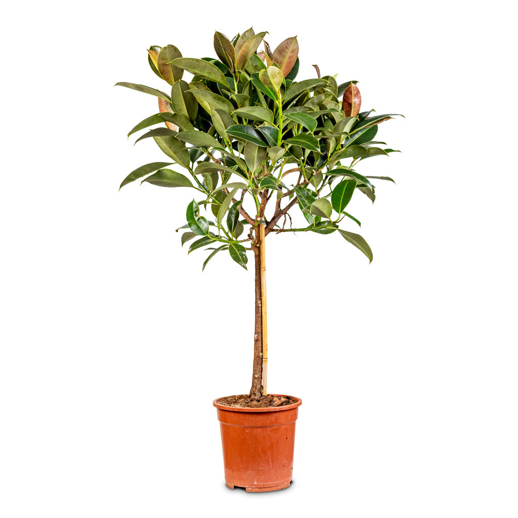Ficus elastica Melany Stemmed 21x95cm