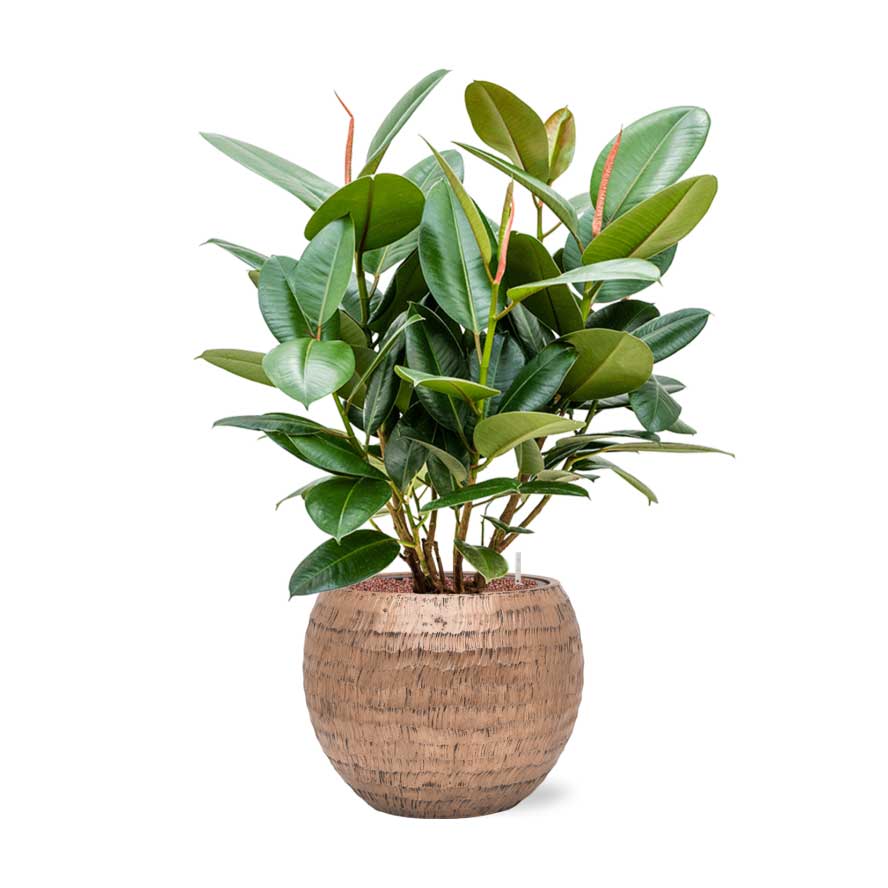 Ficus elastica Robusta - Rubber Plant - Hydroculture & Opus Hammered Globe Planter Gold