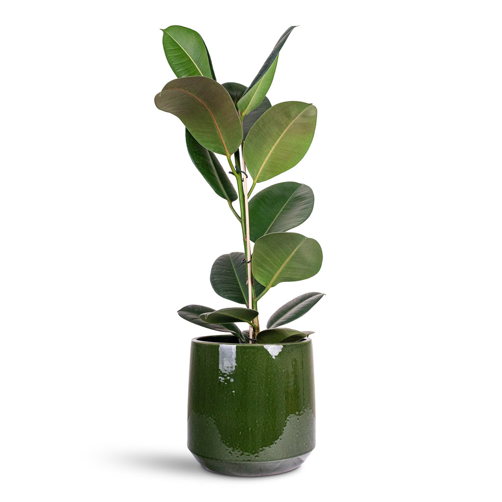 Ficus elastica Robusta 21x90cm House Plant In Common Pot Shiny Emerald 28x24cm