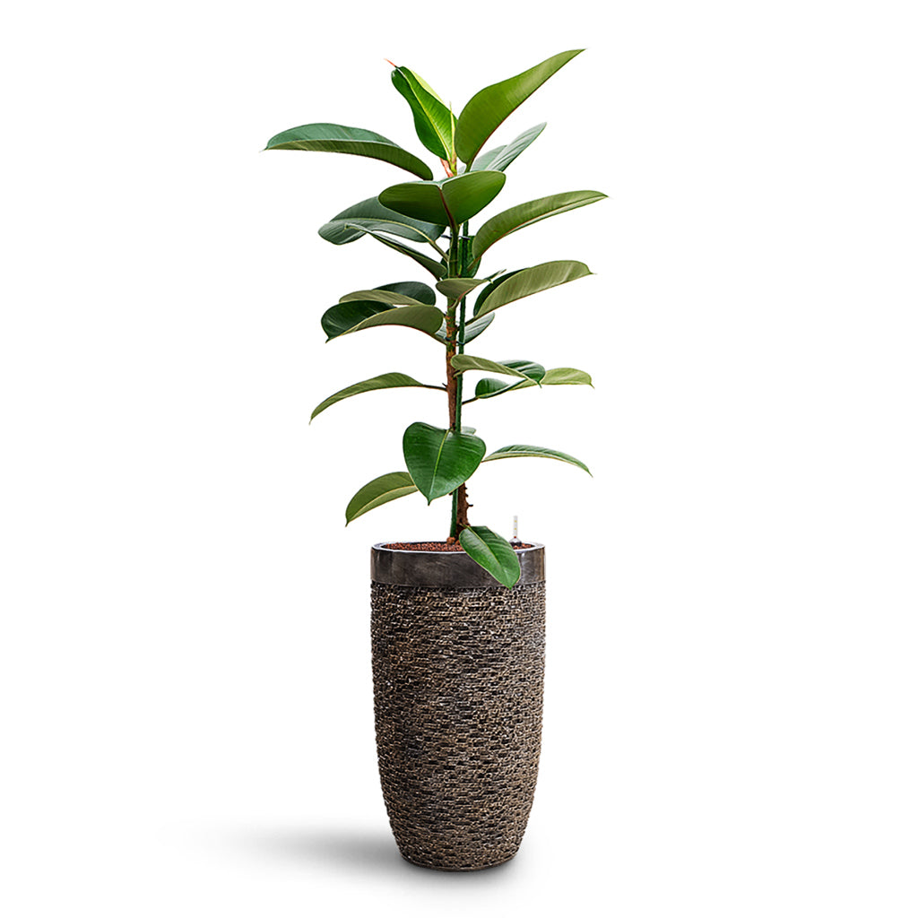 Ficus elastica Robusta HydroCare in Luxe Lite Layer Partner - Bronze