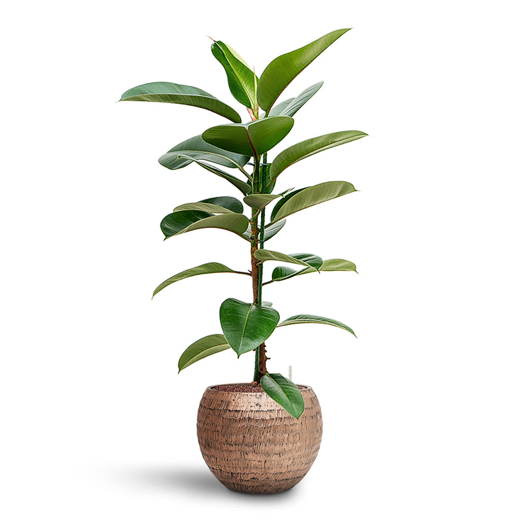 Ficus elastica Robusta HydroCare in Opus Hammered Globe - Gold - 40 x 134cm