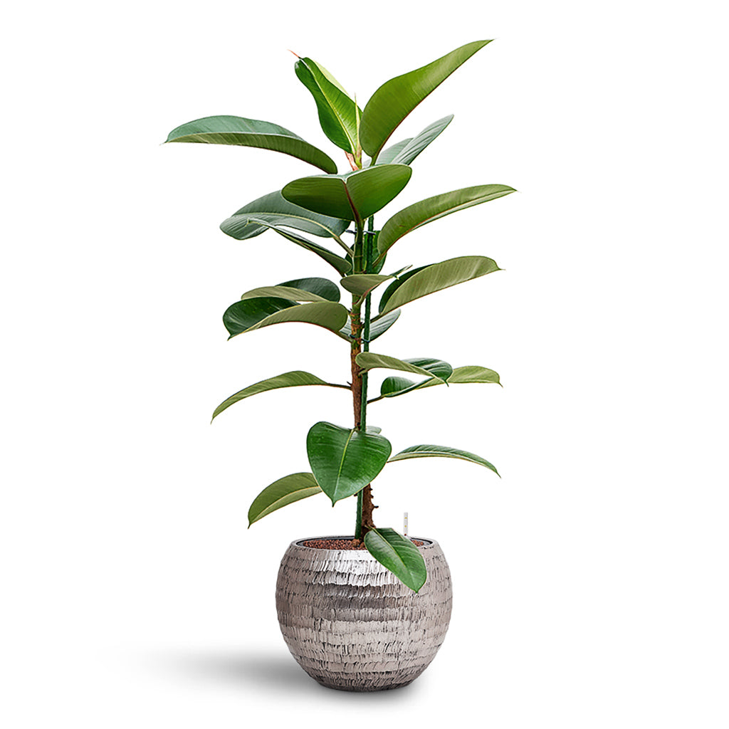 Ficus elastica Robusta HydroCare in Opus Hammered Globe - Silver - 40 x 134cm
