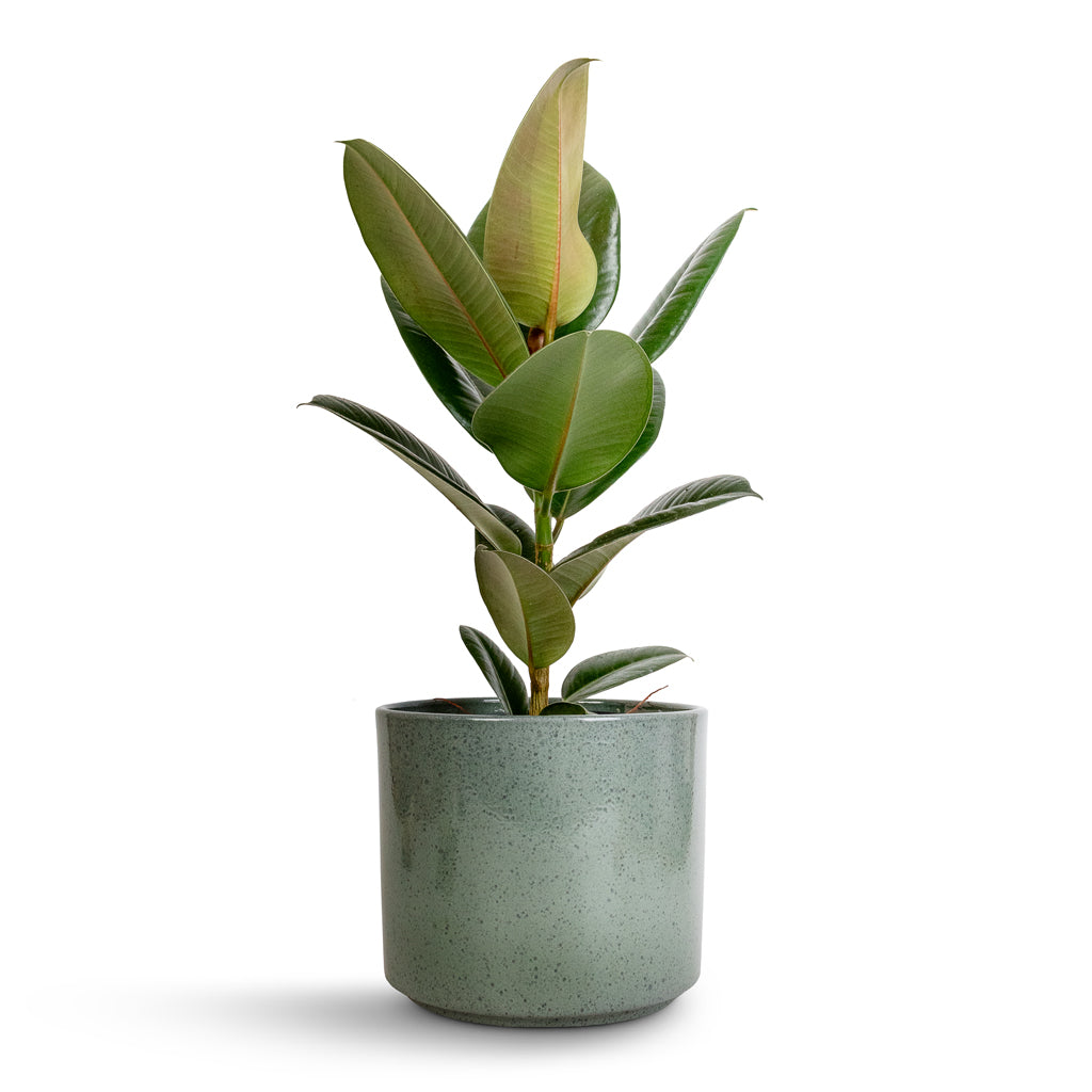 Ficus elastica Robusta - Rubber Plant & Remmi Glaze Plant Pot - Green