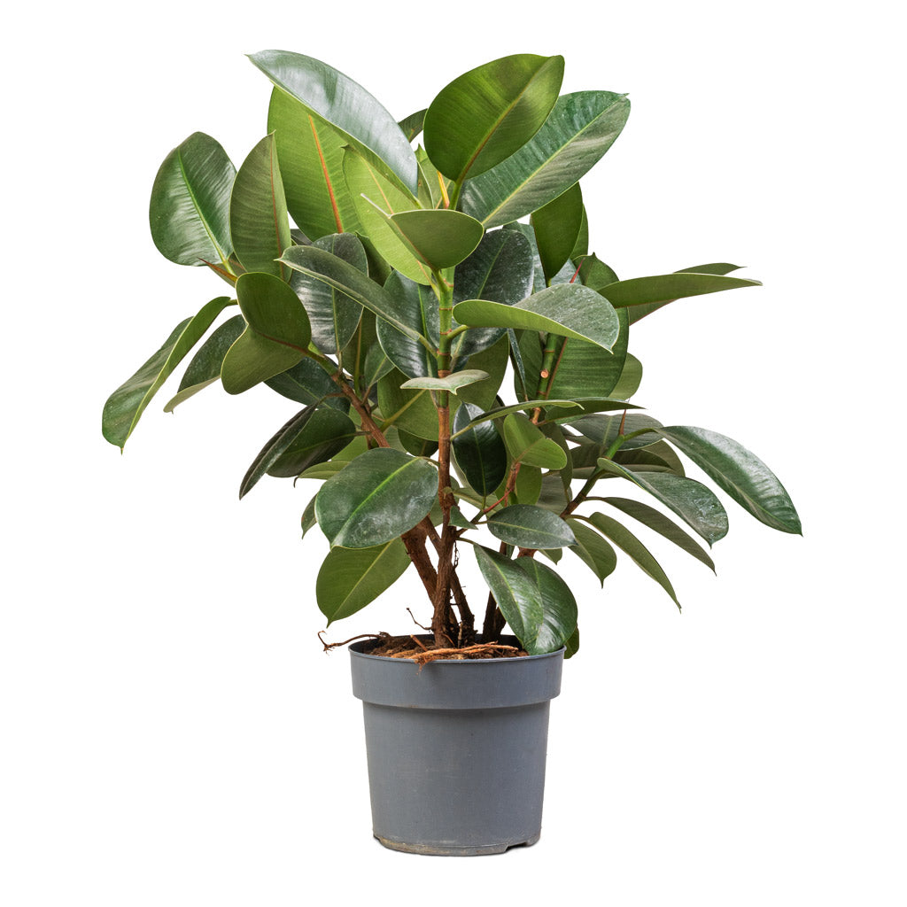 Ficus elastica Robusta - Rubber Plant