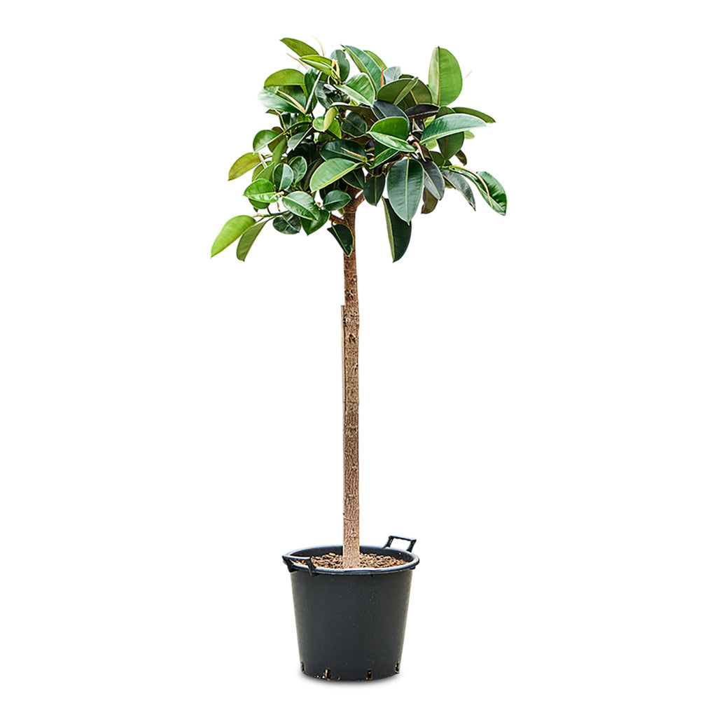 Ficus elastica Robusta Straight Stem 45x210cm