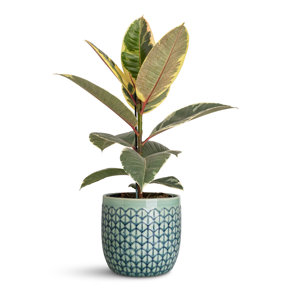 Ficus elastica Tineke In Geo Pot Jade Green
