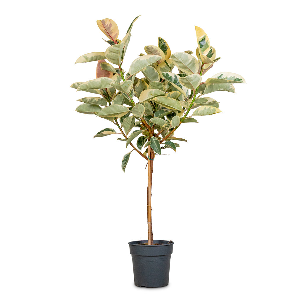 Ficus elastica Tineke Straight Stem 30x140cm