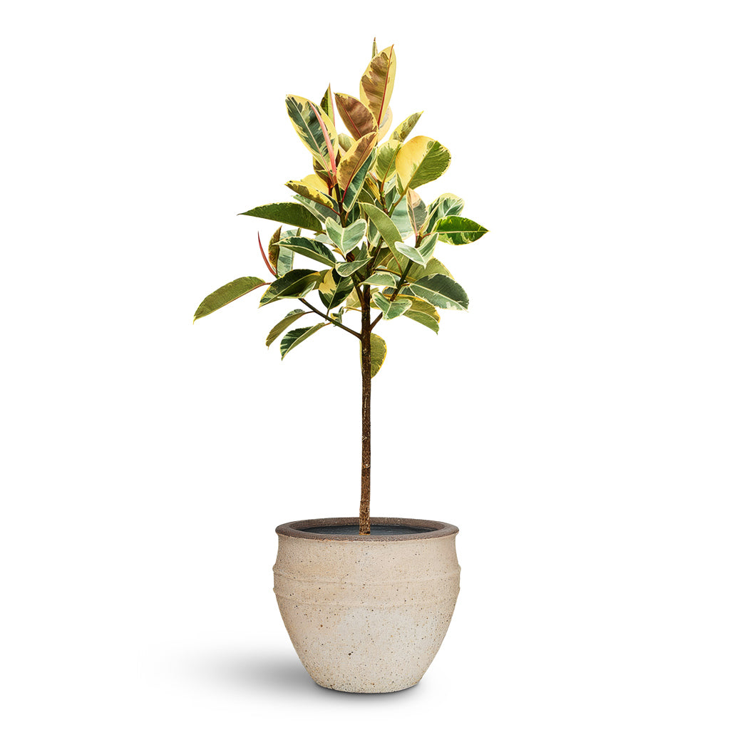 Ficus elastica Tineke Straight Stem 30x140cm house plant in Athena Mediterranean Planter Sahara Sand 40.5x33cm