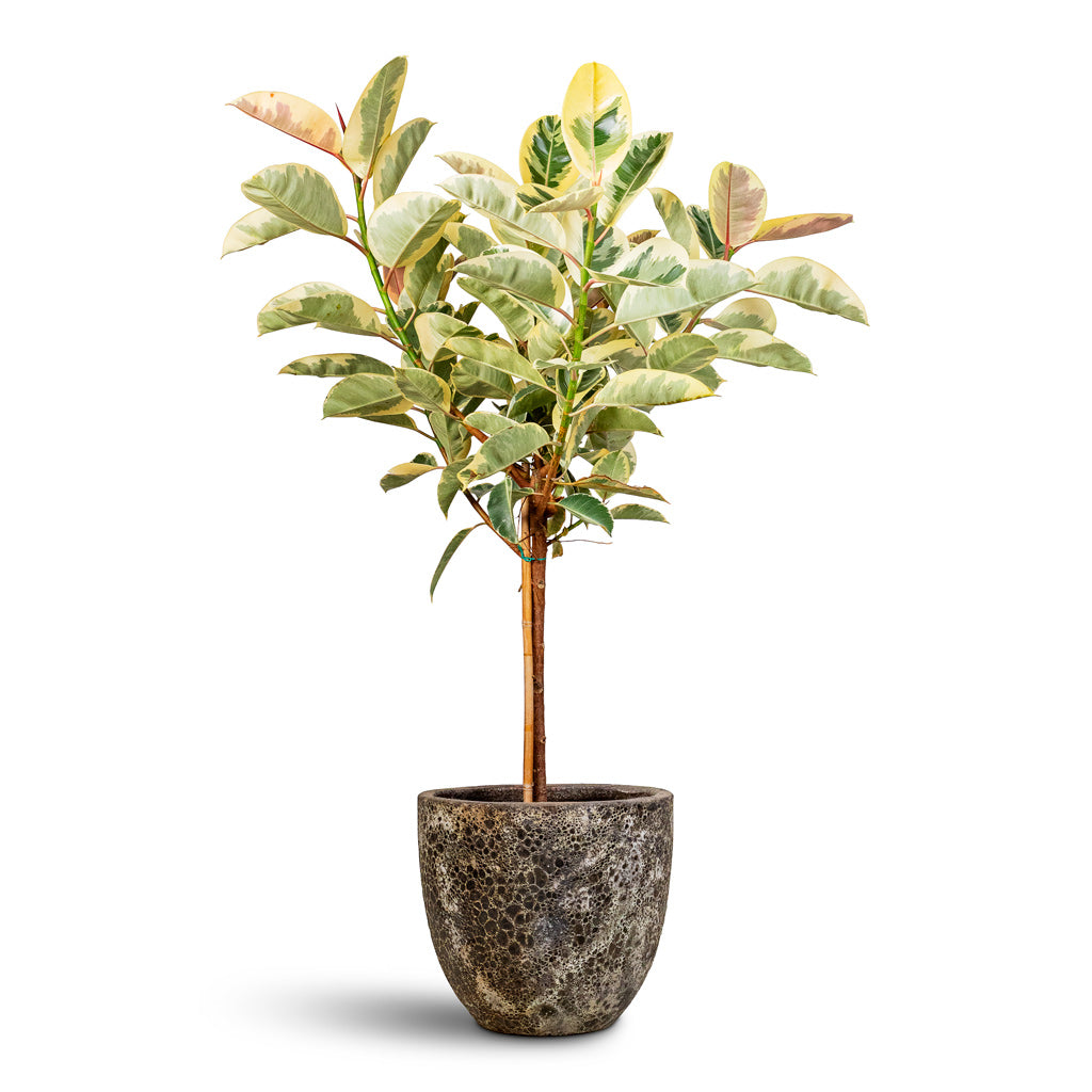 Ficus elastica Tineke Straight Stem 30x140cm House Plant in Lava Couple Relic Planter Black 45x42cm