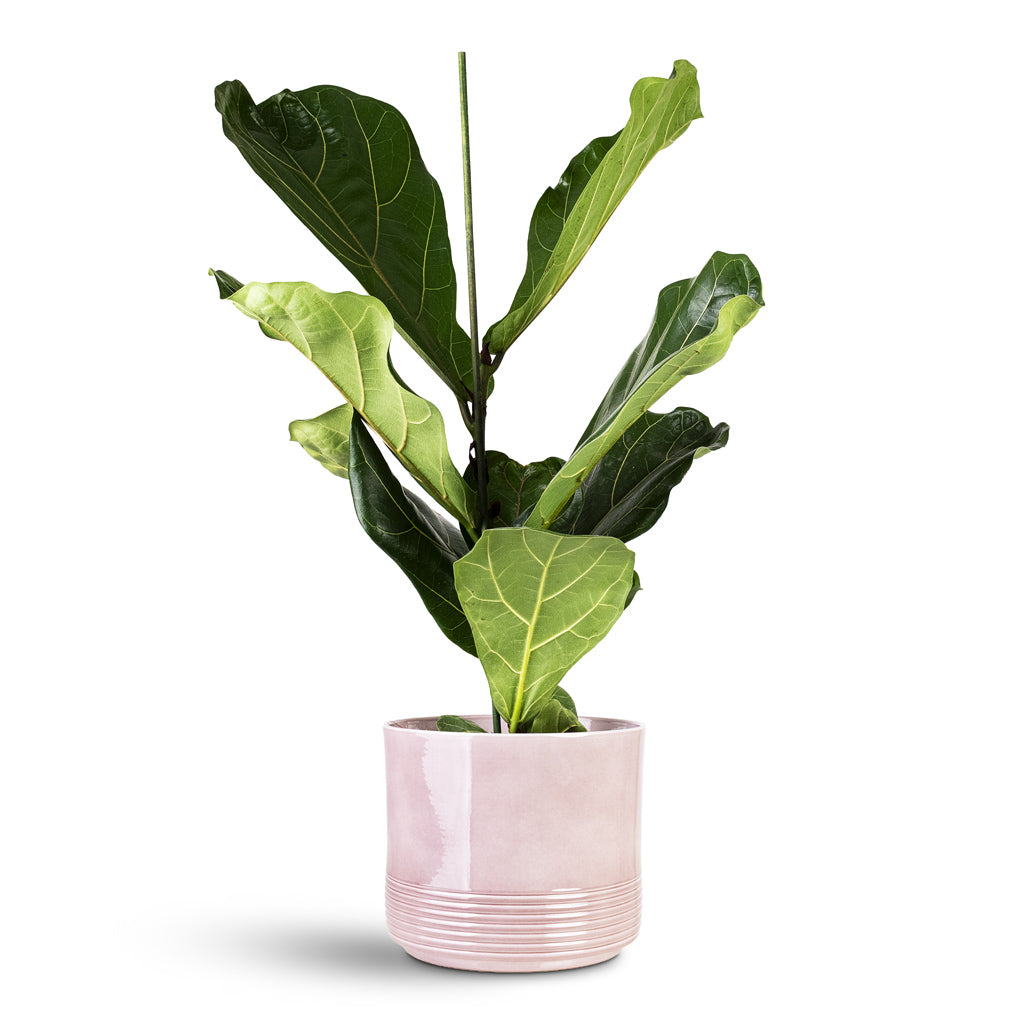Ficus lyrata 17x80cm(1stem) House Plant In Munich Pot Rose Gloss 20x18cm