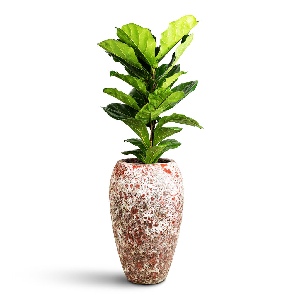 Ficus lyrata 24x110cm _2stems_ Lava Coppa Relic Planter Black 50x68cm