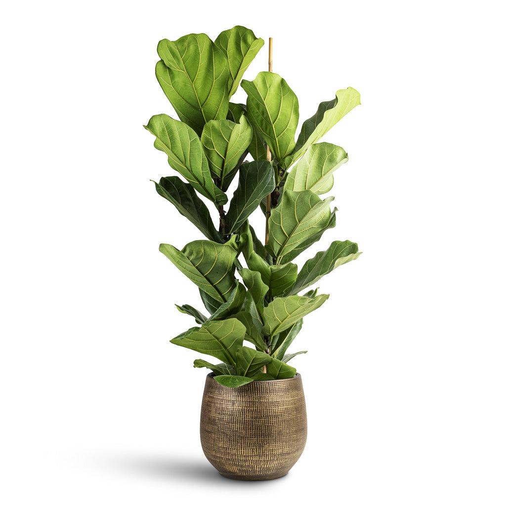 Ficus lyrata - 24x110cm 2 stems House Plant In Ryan Pot Shiny Gold - 31x28cm