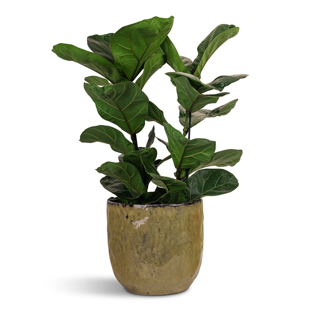 Ficus lyrata Bambino 19x80cm (3 stems) House Plant In Brian Pot Marrakesh 23x22cm