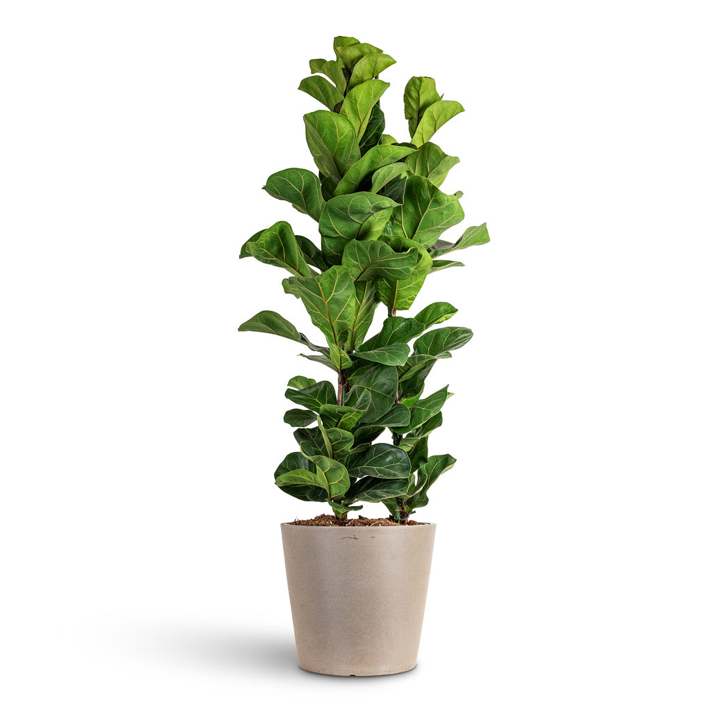 Ficus lyrata Bambino 27x120cm (3stems) House Plant In Amsterdam Bucket Planter Taupe 30x26cm