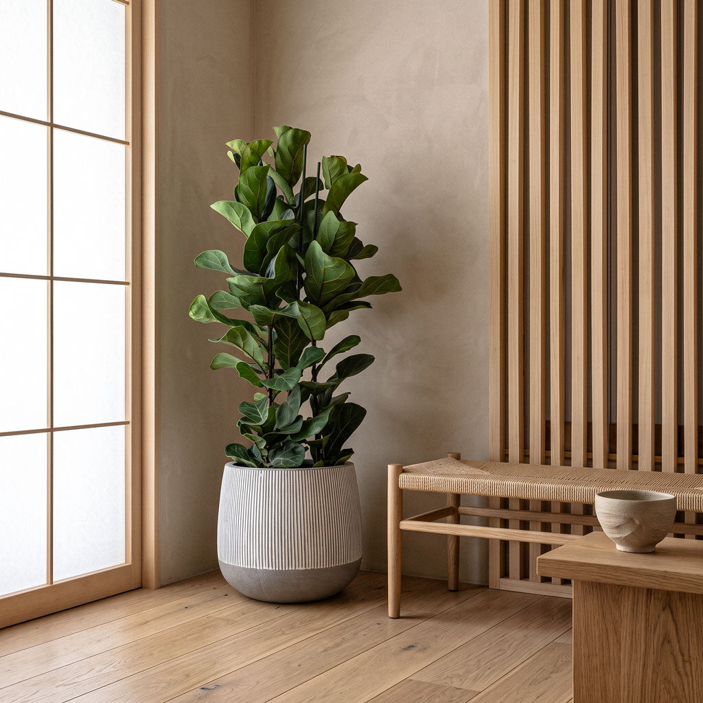 Ficus lyrata Bambino - 27x120cm (3 stems) in Pax Ridged Pot - White Stripe - 40x36cm