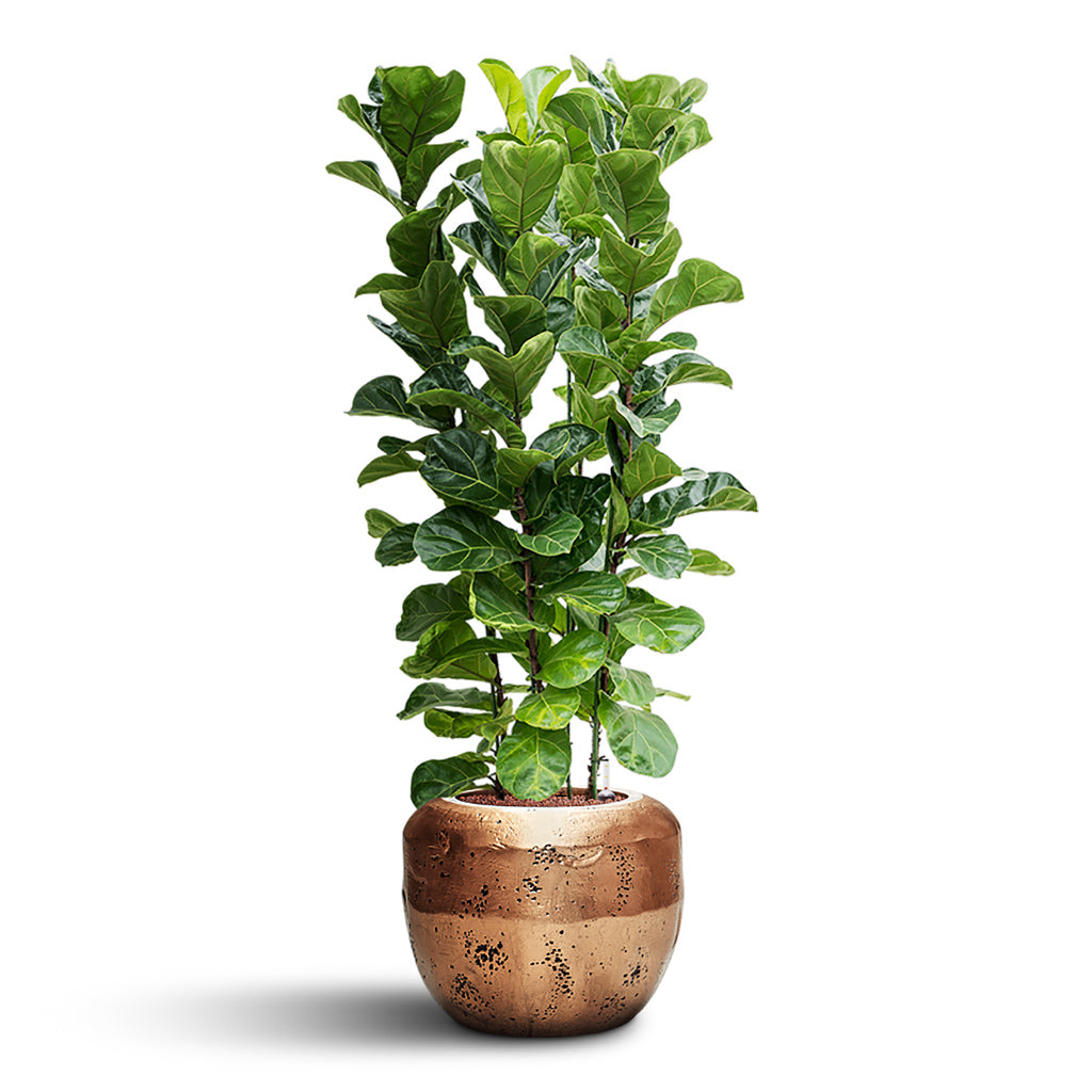 Ficus lyrata Bambino HydroCare in Opus Raw Couple - Gold - 50 x 156cm (4 stems)