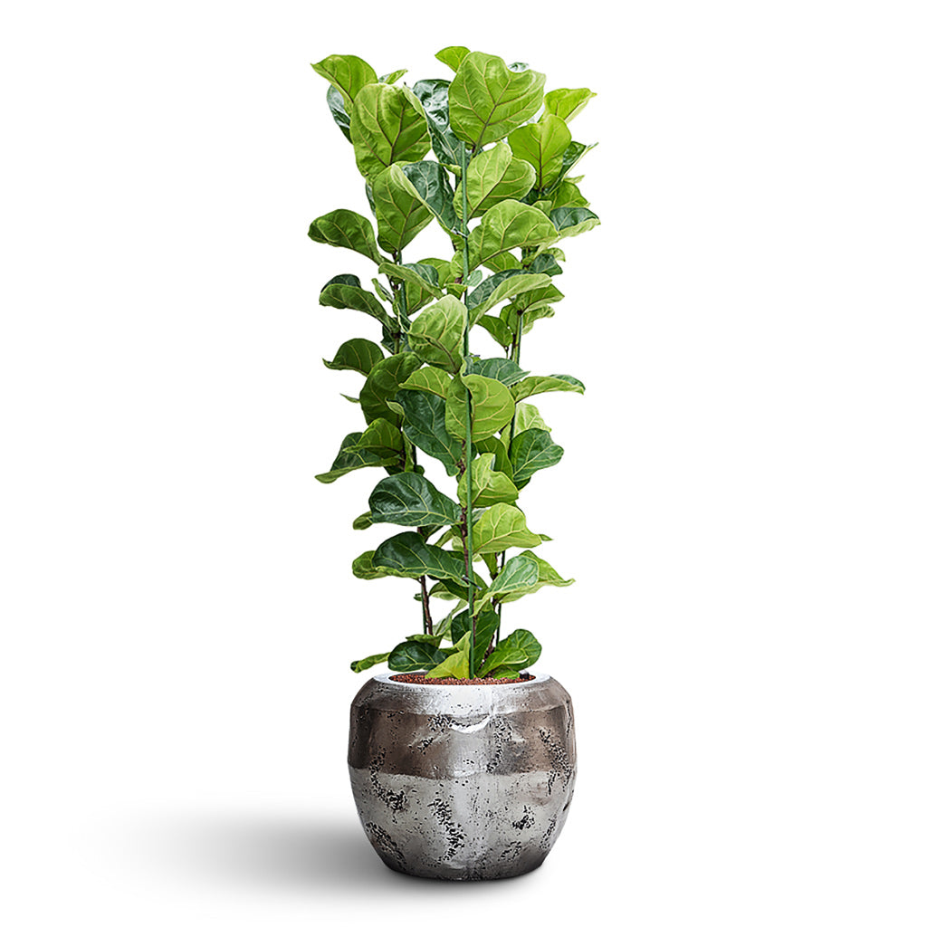 Ficus-lyrata-Bambino HydroCare in Opus Raw Couple Silver 3 Stems