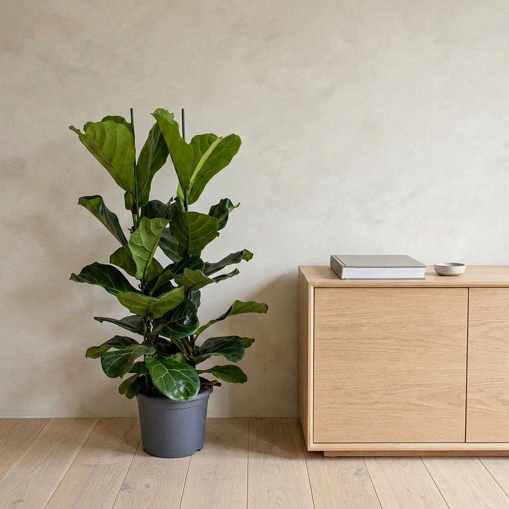 Ficus lyrata - 24 x 110cm (2 stems)
