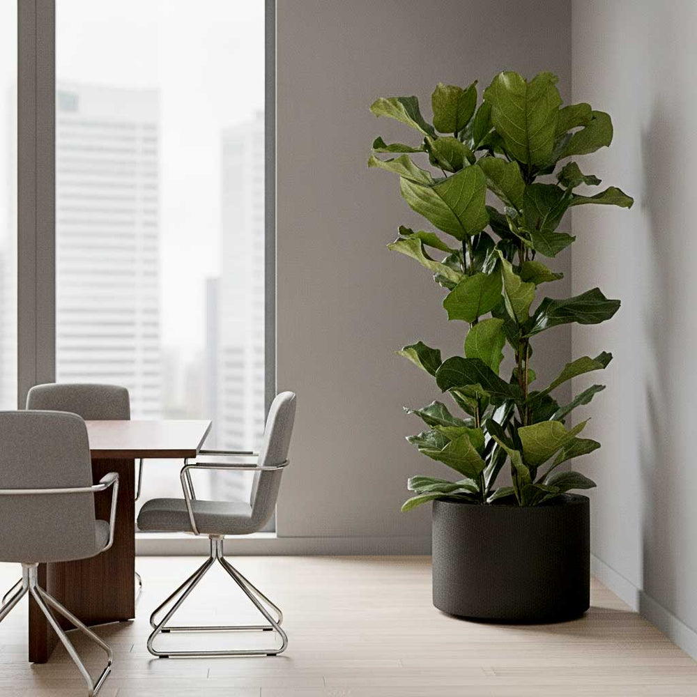 Ficus lyrata - Fiddle Leaf Fig - HydroCare in Grigio Cylinder Planter - Anthracite Concrete