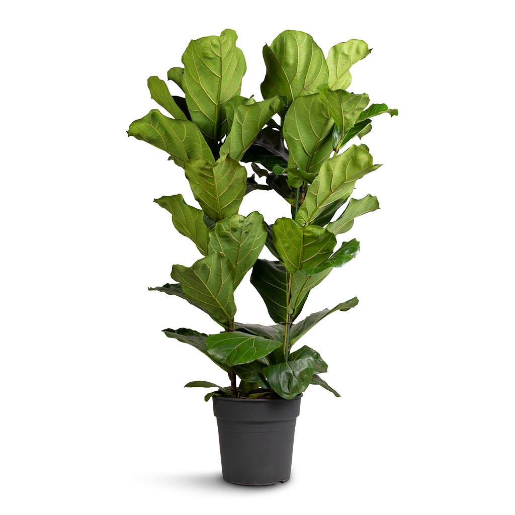 Ficus lyrata - Fiddle Leaf Fig - 30 x 140cm (2 stems)