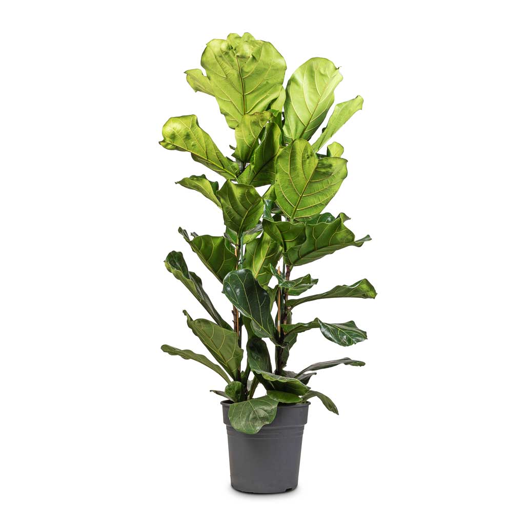 Ficus lyrata - Fiddle Leaf Fig - 30 x 140cm (2 stems)