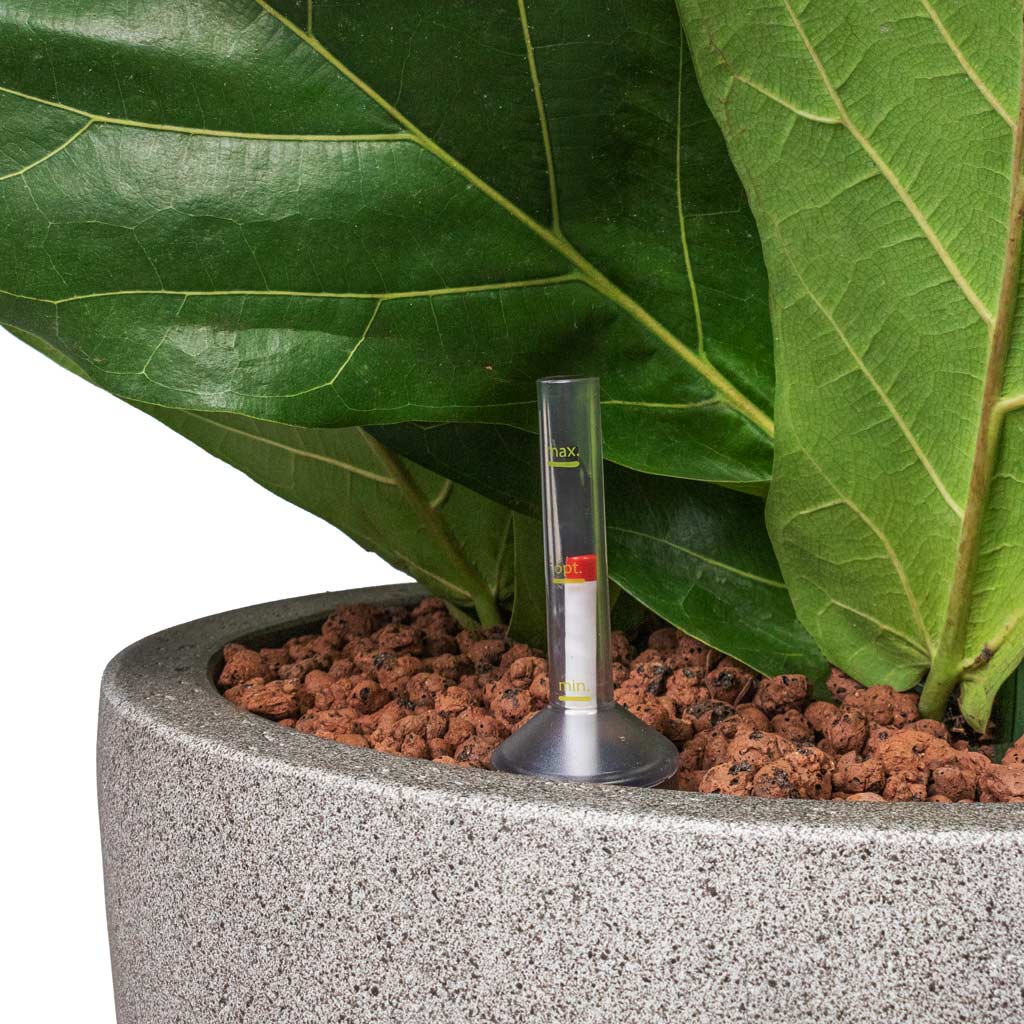 Ficus lyrata HydroCare in Grigio Egg Pot Natural Concrete - 40x150-180cm_3-stems_ Close Up