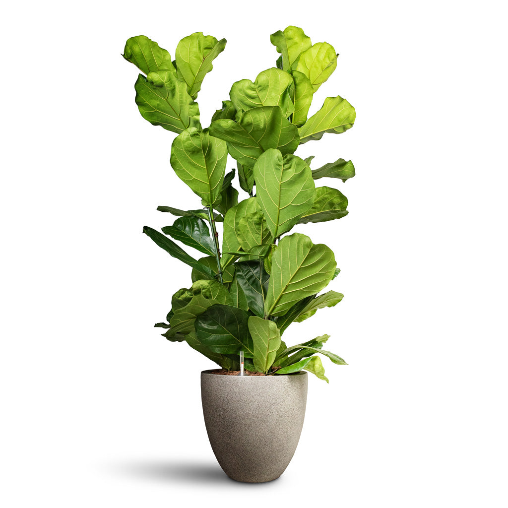 Ficus lyrata HydroCare in Grigio Egg Pot Natural Concrete - 40x150-180cm_3-stems_-4