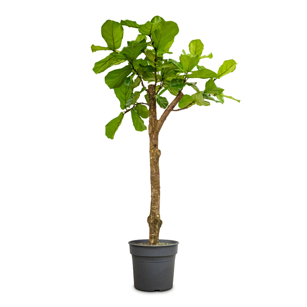 Ficus lyrata Straight Stem 38x190cm