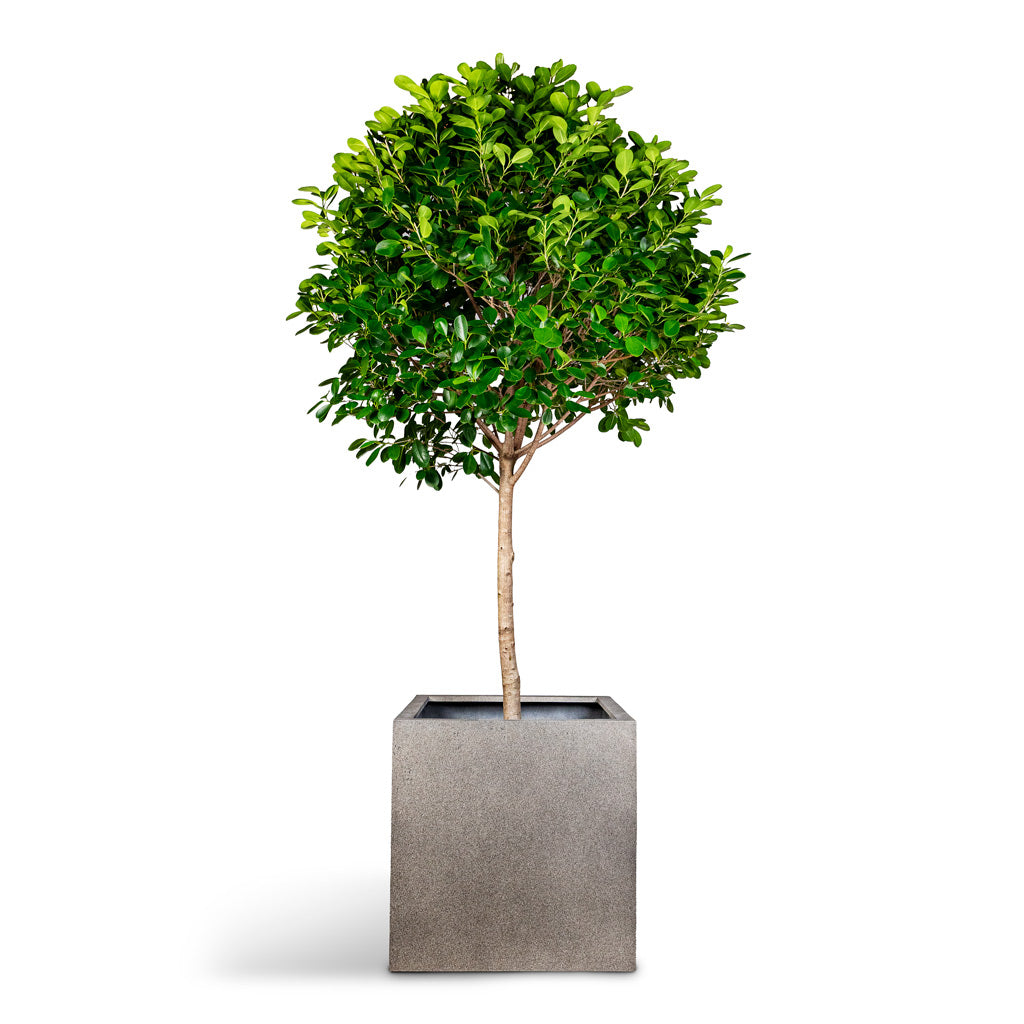 Ficus microcarpa Moclame Straight Stem 45x200cm House Plant In Grigio Cube Planter Natural Concrete 60x60x60cm