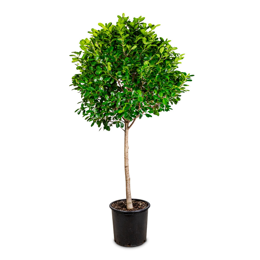 Ficus microcarpa Moclame Straight Stem 45x200cm