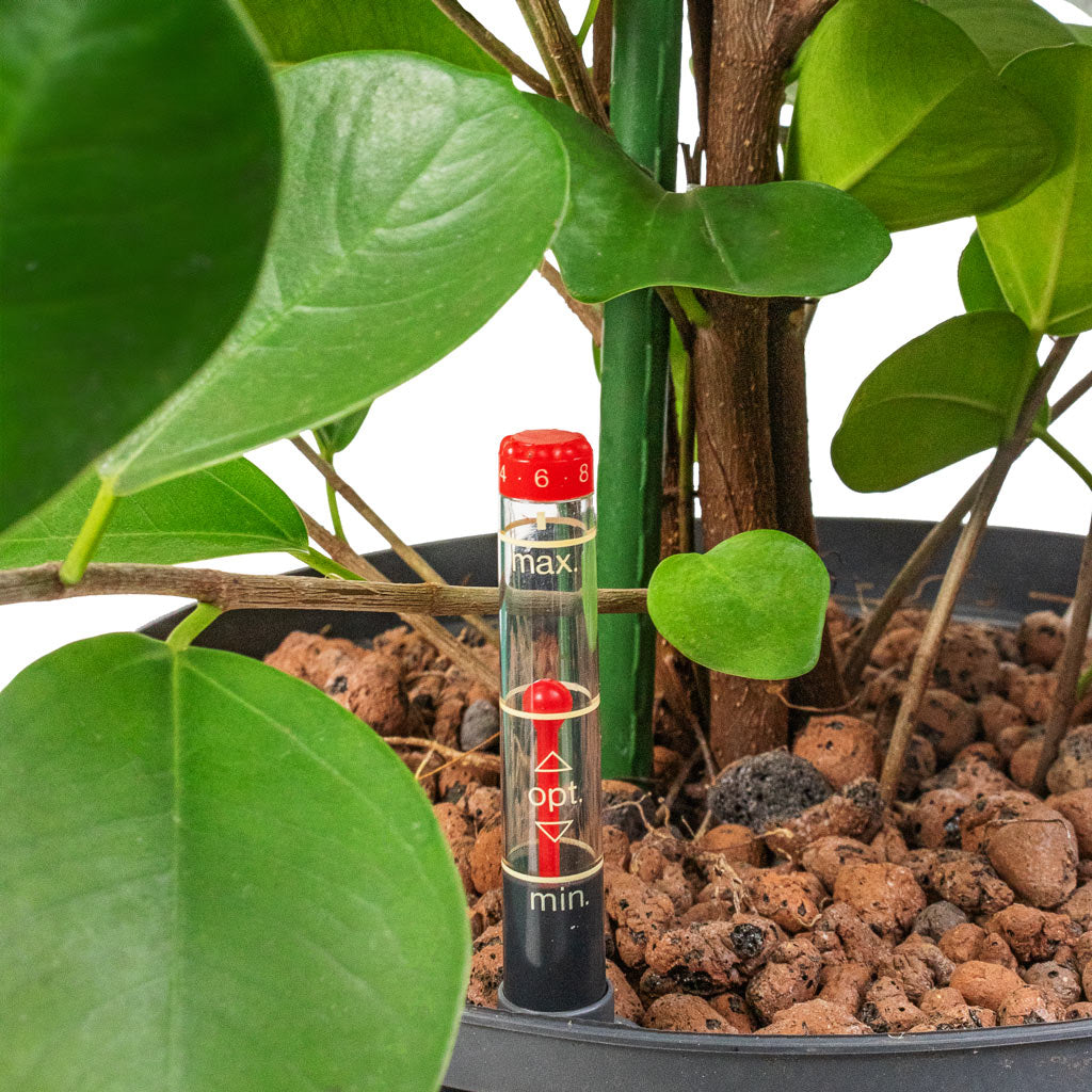 Ficus Moclame - HydroCare Close Up