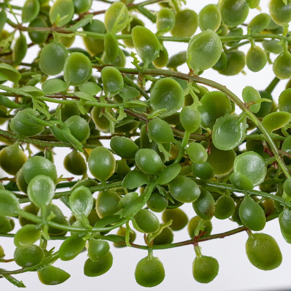 Ficus pumila Hanging Bush Light Green Artificial Close up
